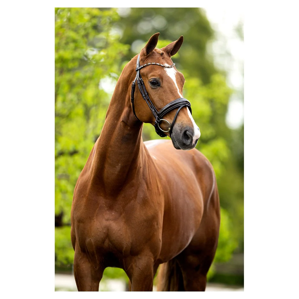 Bridon BR Andover – Image 8