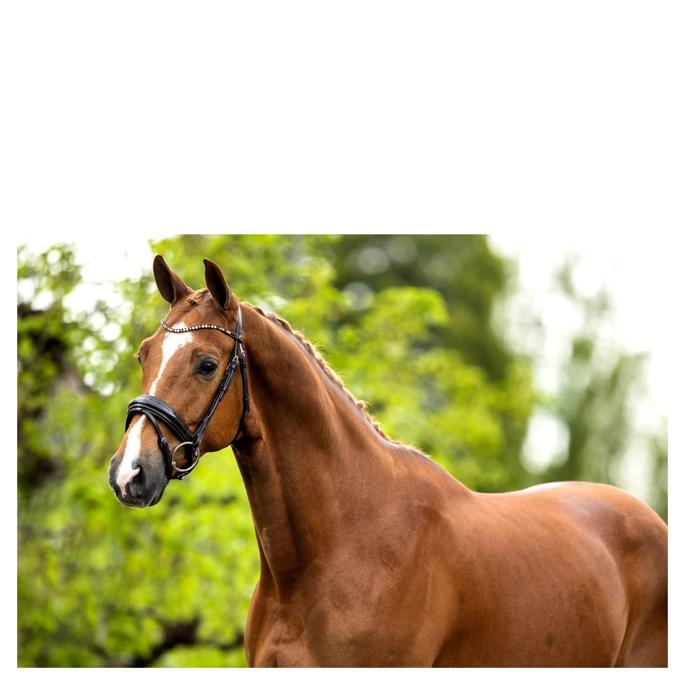 Bridon BR Andover – Image 9