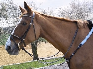 Collier de chasse Protanner Taille poney