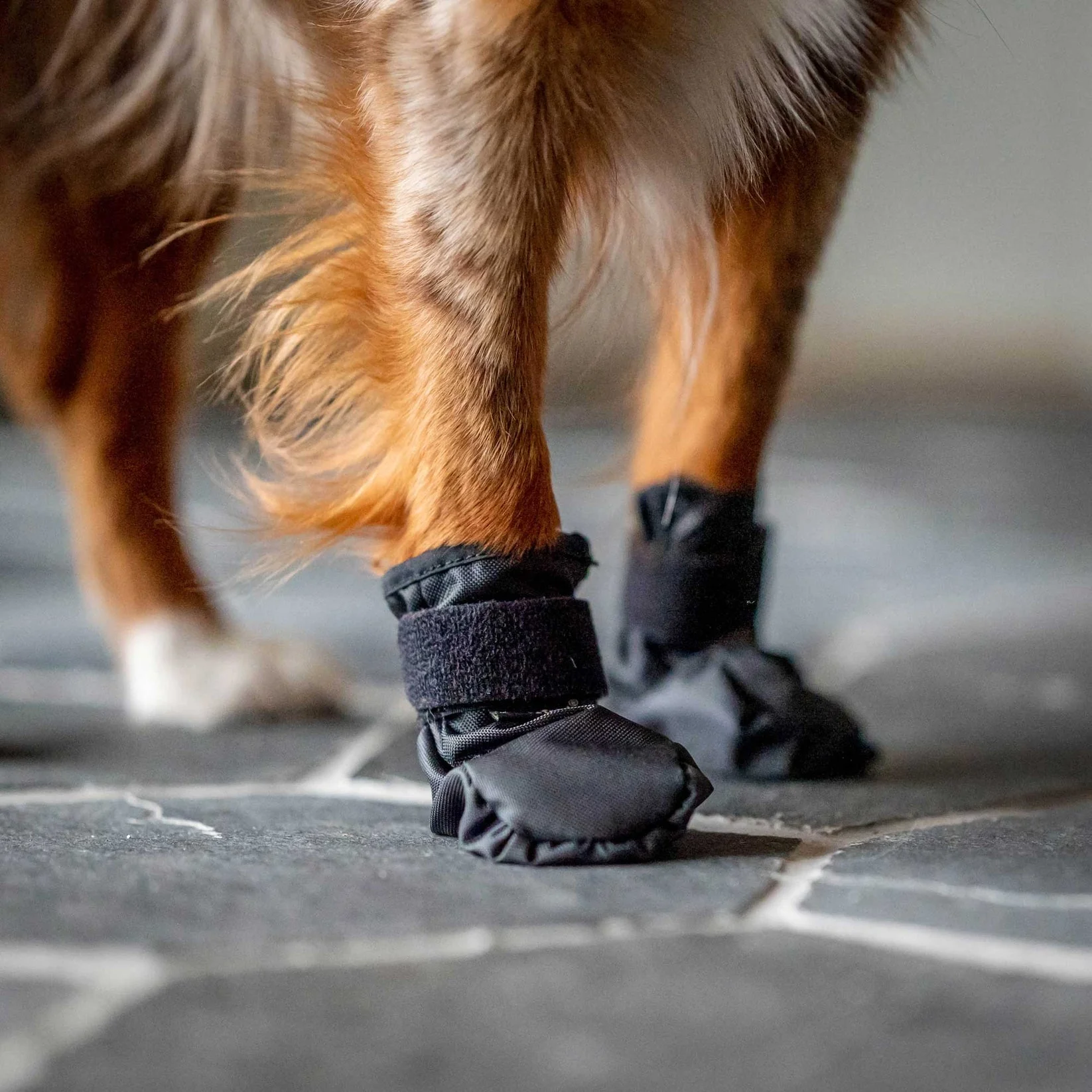 Bottines pour chien "Koda" Back on Track – Image 8