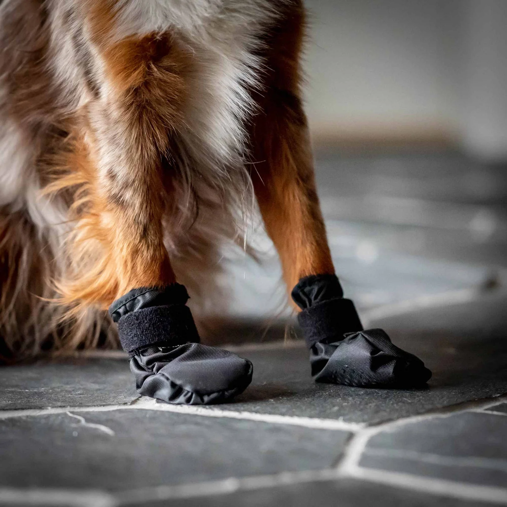 Bottines pour chien "Koda" Back on Track – Image 9
