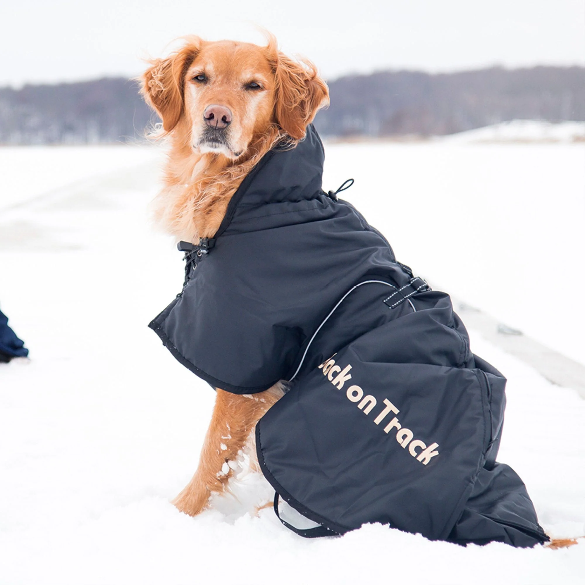 Manteau Standard pour chien Back on Track – Image 3
