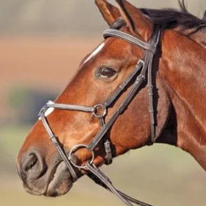 Bridon Avignon croisé Shires