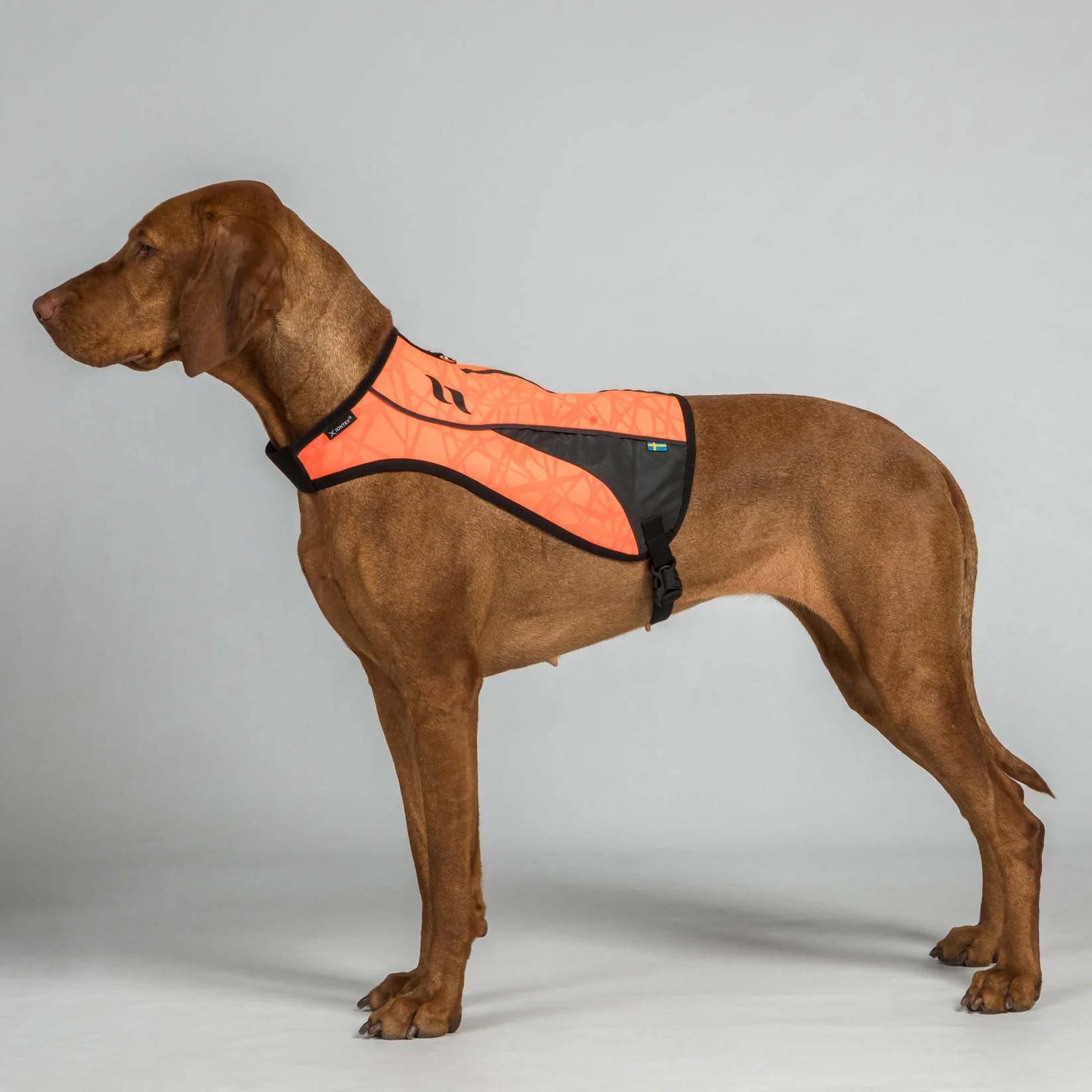Gilet de Visibilité pour Chien POINT Back on Track – Image 2