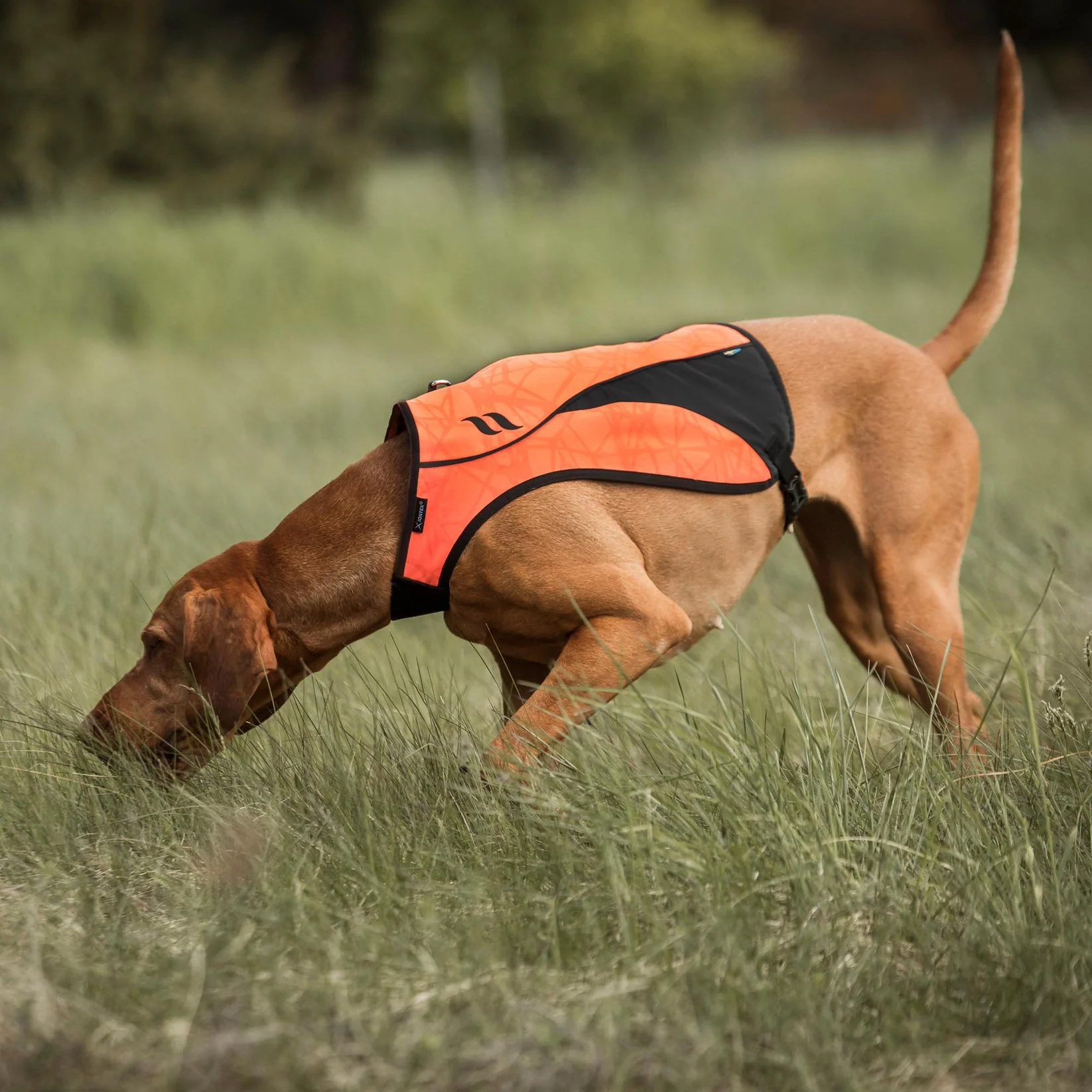 Gilet de Visibilité pour Chien POINT Back on Track – Image 6