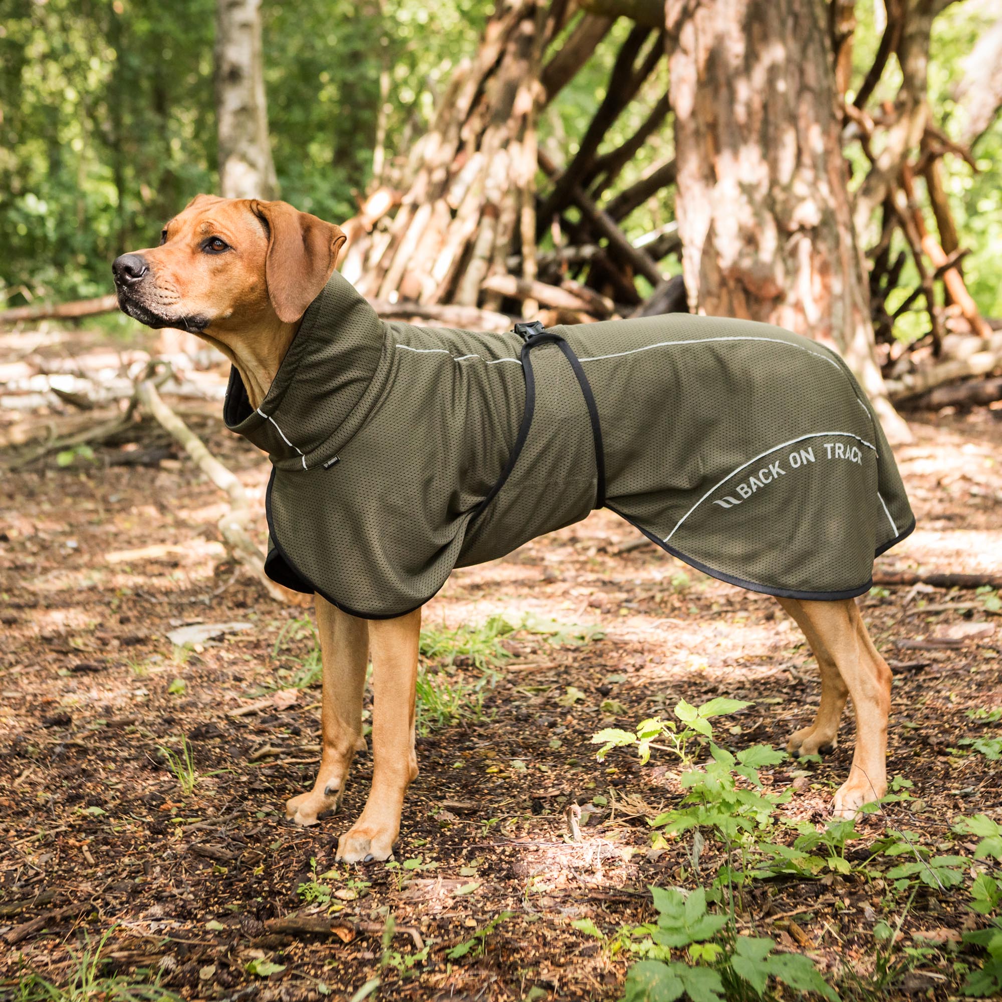 Manteau Filet pour Chien Queue Basse BAY Back on Track – Image 8
