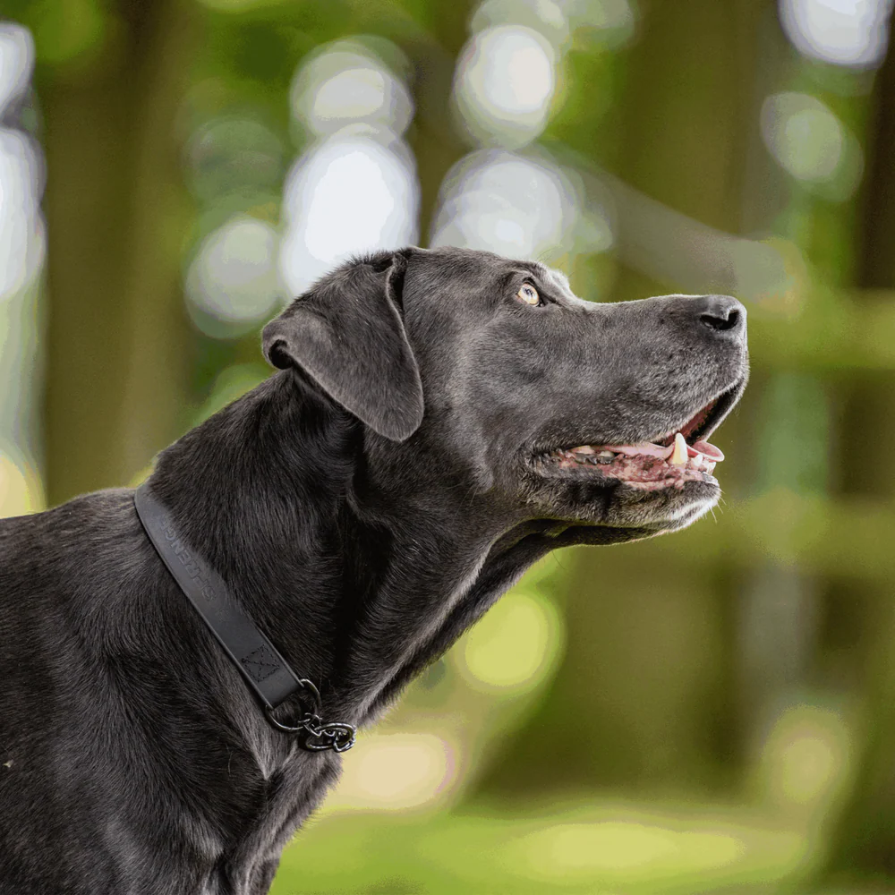Collier pour chiens Martingale Ajustable en Biothane® Sprenger – Image 8