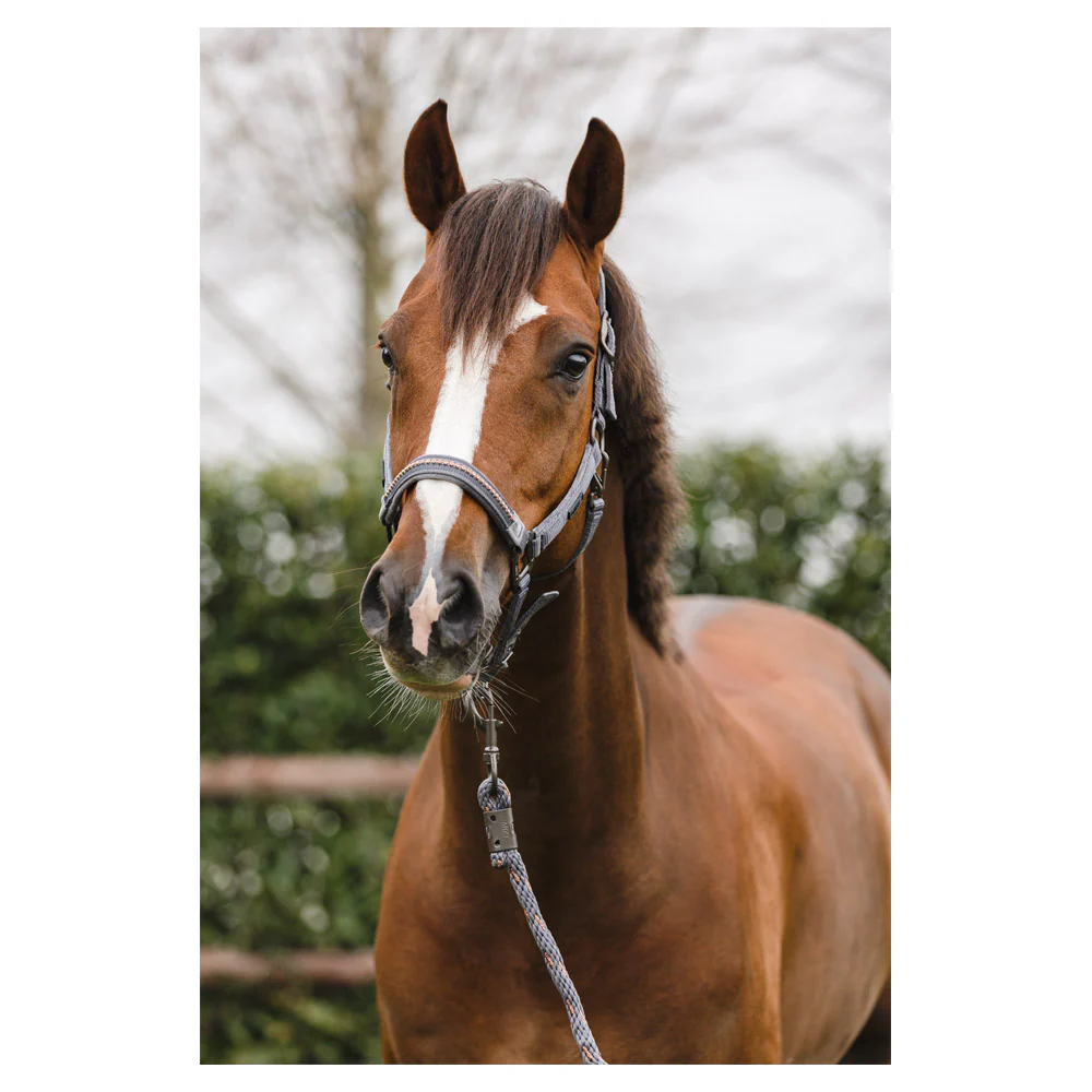 Licol et longe Anky Stones – Image 3
