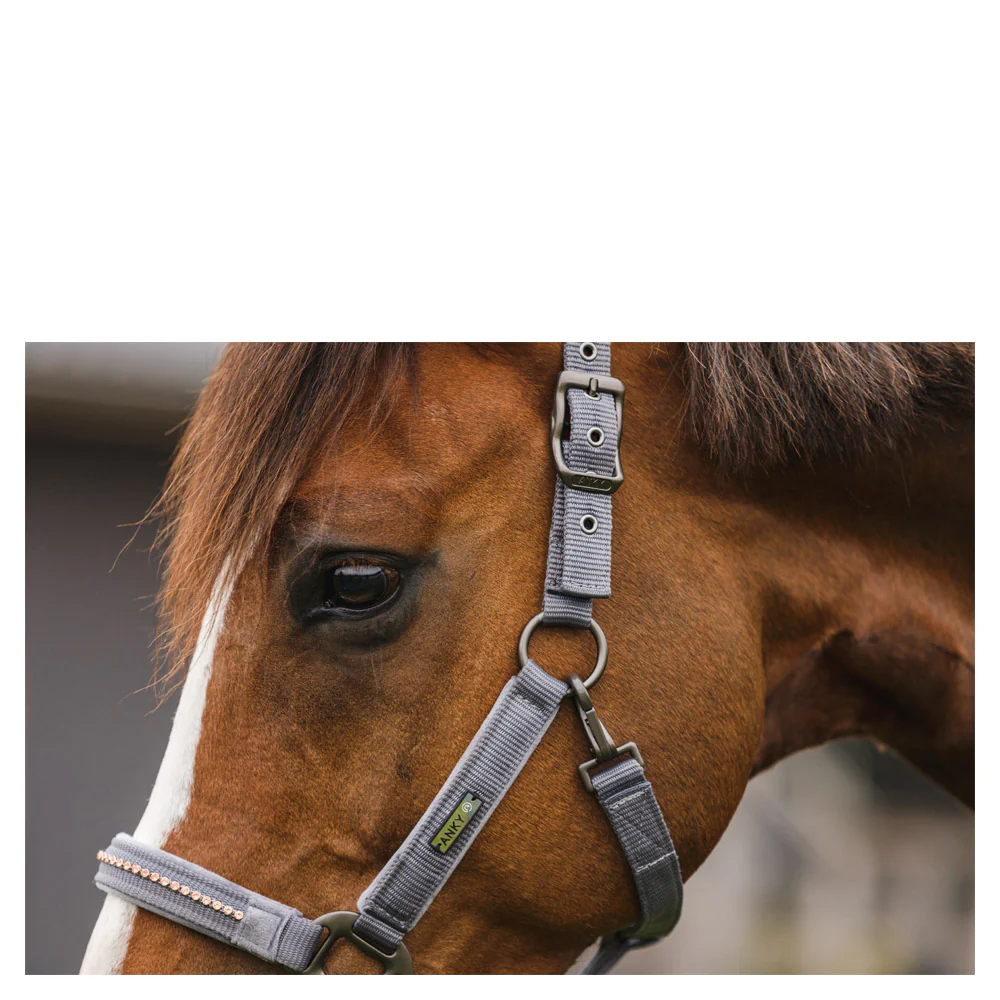 Licol et longe Anky Stones – Image 6