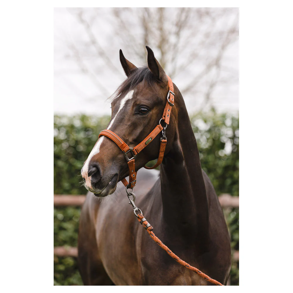 Licol et longe Anky Stones – Image 7