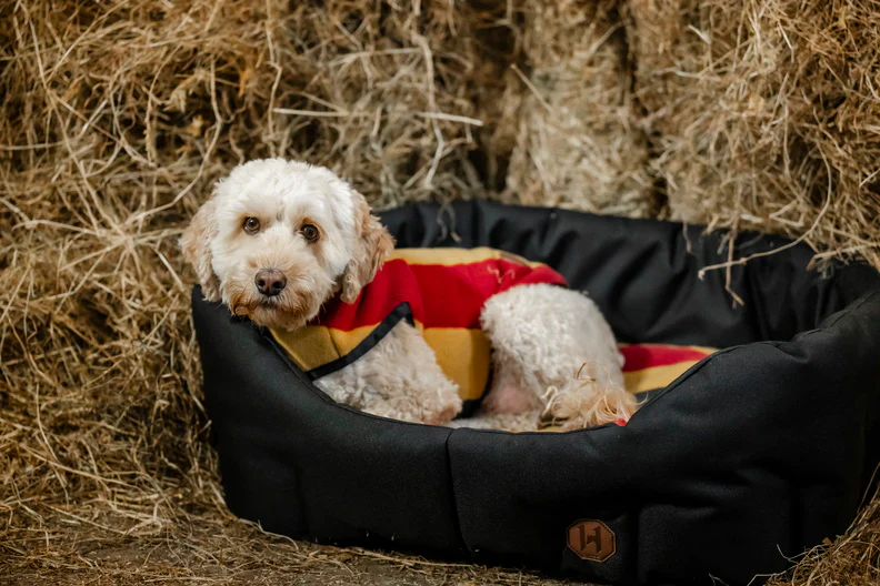 Manteau Polaire pour Chien Horseware® Newmarket – Image 7