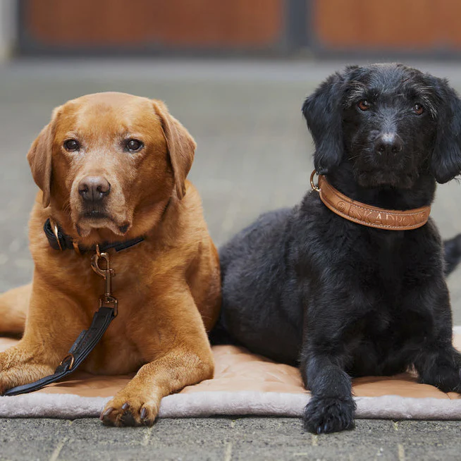 Collier et laisse pour chien Eskadron Platinum 23 – Image 4