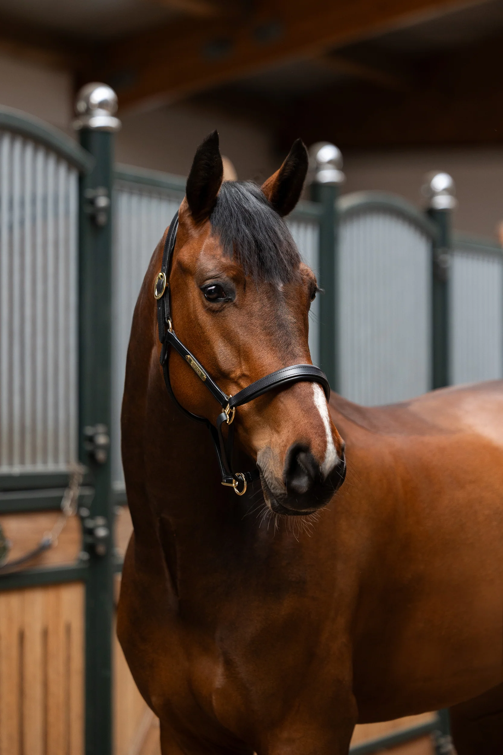 Licol en cuir ELEGANCE Eskadron CORE – Image 3