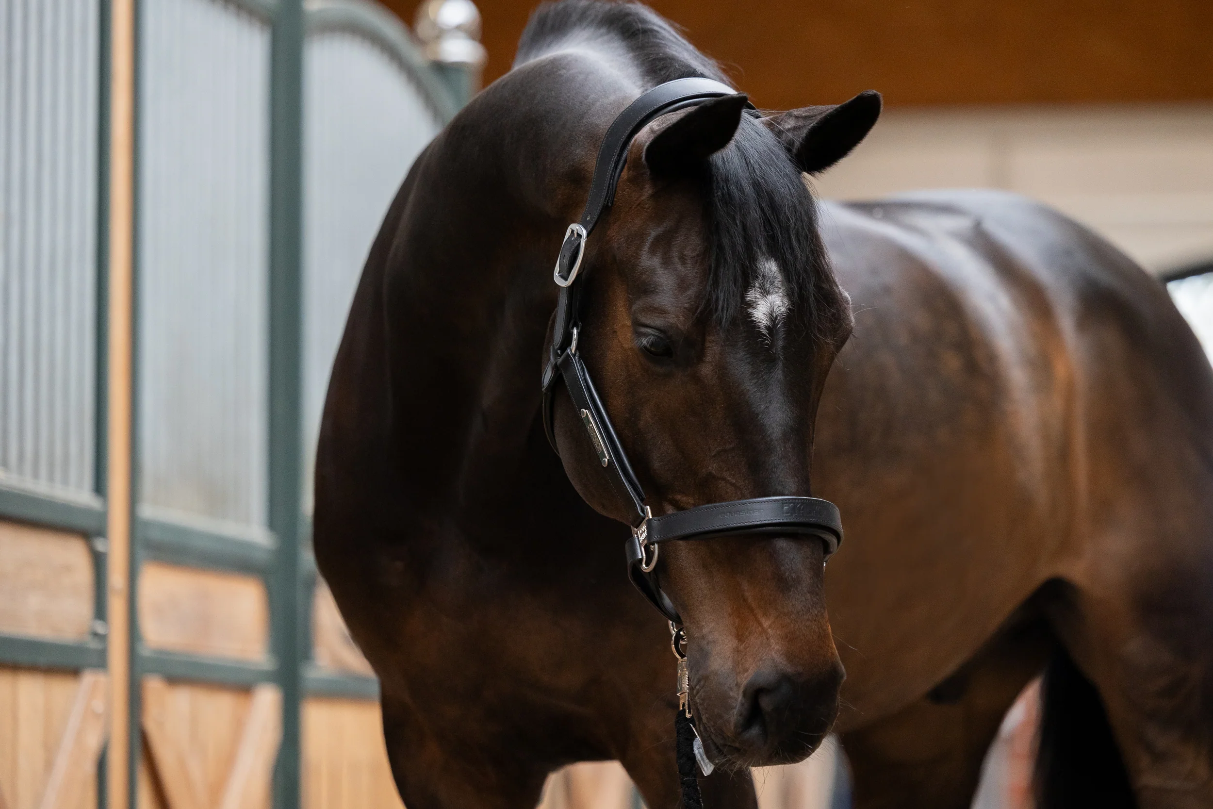Licol en cuir STALLION Eskadron CORE – Image 2